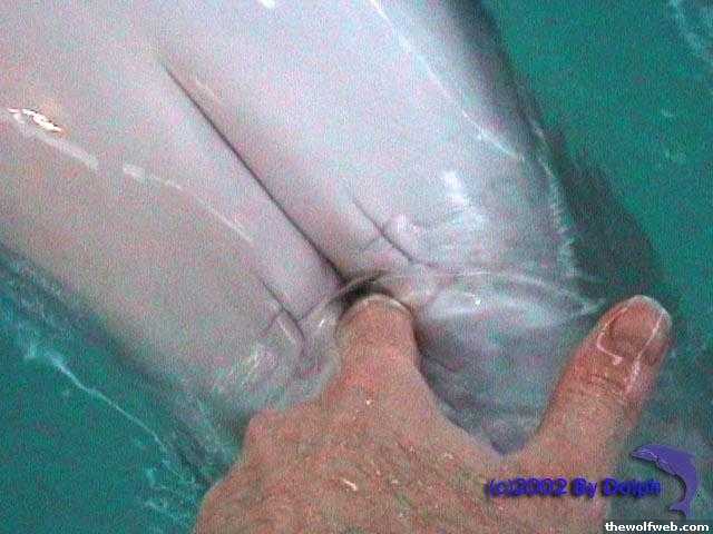 Dolphin Pussy 49