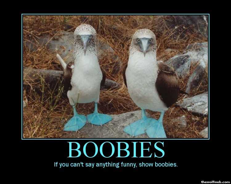 Tww Boobies